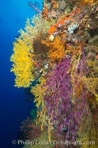 Colorful Chironephthya soft coral coloniea in Fiji, hanging off wall, resembling sea fans or gorgonians, Chironephthya, Gorgonacea, Vatu I Ra Passage, Bligh Waters, Viti Levu  Island