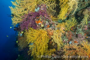 Colorful Chironephthya soft coral coloniea in Fiji, hanging off wall, resembling sea fans or gorgonians, Chironephthya, Gorgonacea, Vatu I Ra Passage, Bligh Waters, Viti Levu  Island