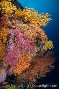 Colorful Chironephthya soft coral coloniea in Fiji, hanging off wall, resembling sea fans or gorgonians