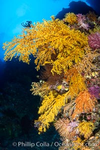 Colorful Chironephthya soft coral coloniea in Fiji, hanging off wall, resembling sea fans or gorgonians, Vatu I Ra Passage, Bligh Waters, Viti Levu Island