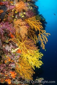 Colorful Chironephthya soft coral coloniea in Fiji, hanging off wall, resembling sea fans or gorgonians, Vatu I Ra Passage, Bligh Waters, Viti Levu Island