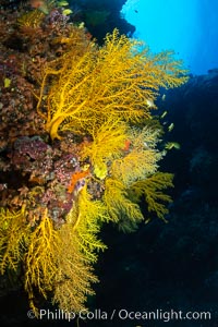 Colorful Chironephthya soft coral coloniea in Fiji, hanging off wall, resembling sea fans or gorgonians, Vatu I Ra Passage, Bligh Waters, Viti Levu Island