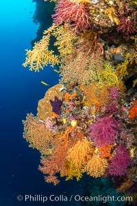 Colorful Chironephthya soft coral coloniea in Fiji, hanging off wall, resembling sea fans or gorgonians, Vatu I Ra Passage, Bligh Waters, Viti Levu Island