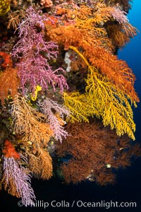 Colorful Chironephthya soft coral coloniea in Fiji, hanging off wall, resembling sea fans or gorgonians, Vatu I Ra Passage, Bligh Waters, Viti Levu Island