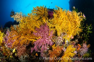 Colorful Chironephthya soft coral coloniea in Fiji, hanging off wall, resembling sea fans or gorgonians, Vatu I Ra Passage, Bligh Waters, Viti Levu Island