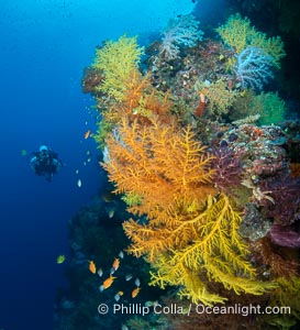 Tracy and Chironephthya soft corals on the wall of Mount Mutiny, a spectacular deepwater sea mount in the Bligh Waters of Fiji, Chironephthya, Vatu I Ra Passage
