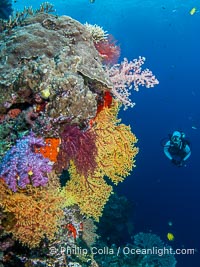 Tracy and Chironephthya soft corals on wall of Mount Mutiny, a spectacular deep water sea mount in the Bligh Waters of Fiji, Chironephthya, Vatu I Ra Passage