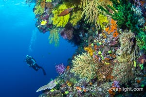 Tracy and Chironephthya soft corals on wall of Mount Mutiny, a spectacular deep water sea mount in the Bligh Waters of Fiji, Chironephthya, Vatu I Ra Passage