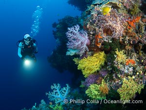 Tracy and Chironephthya soft corals on wall of Mount Mutiny, a spectacular deep water sea mount in the Bligh Waters of Fiji, Chironephthya, Vatu I Ra Passage