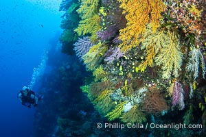 Tracy and Chironephthya soft corals on wall of Mount Mutiny, a spectacular deep water sea mount in the Bligh Waters of Fiji, Chironephthya, Vatu I Ra Passage