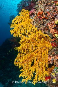 Chironephthya soft corals on wall of Mount Mutiny, a spectacular deep water sea mount in the Bligh Waters of Fiji, Chironephthya, Vatu I Ra Passage