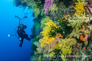 Chironephthya soft corals on wall of Mount Mutiny, a spectacular deep water sea mount in the Bligh Waters of Fiji, Chironephthya, Vatu I Ra Passage