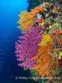 Chironephthya soft corals on wall of Mount Mutiny, a spectacular deep water sea mount in the Bligh Waters of Fiji, Chironephthya, Vatu I Ra Passage