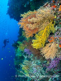 Chironephthya soft corals on wall of Mount Mutiny, a spectacular deep water sea mount in the Bligh Waters of Fiji, Chironephthya, Vatu I Ra Passage