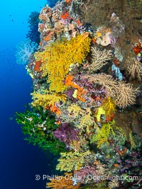 Chironephthya soft corals on wall of Mount Mutiny, a spectacular deep water sea mount in the Bligh Waters of Fiji, Chironephthya, Vatu I Ra Passage