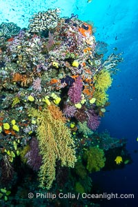 Chironephthya soft corals on wall of Mount Mutiny, a spectacular deep water sea mount in the Bligh Waters of Fiji, Chironephthya, Vatu I Ra Passage