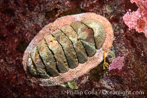 Chiton, Vancouver Island, Canada