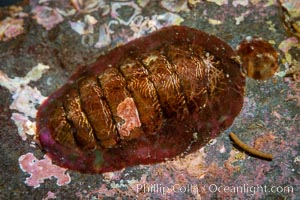 Chiton, Vancouver Island, Canada