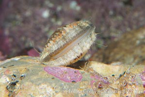 Swimming scallop, Chlamys