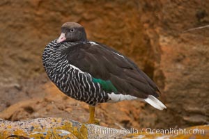 Kelp goose, female with multicolored plumage very different from the pure white of male kelp geese.  The kelp goose is noted for eating only seaweed, primarily of the genus ulva.  It inhabits rocky coastline habitats where it forages for kelp.