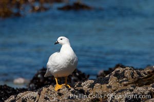 Kelp goose, male, Chloephaga hybrida, Carcass Island