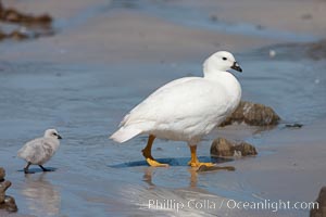 Kelp goose, male with chick, Chloephaga hybrida, Carcass Island