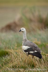 Upland goose, male, walking across grasslands. Males have a white head and breast, females are brown with black-striped wings and yellow feet. Upland geese are 24-29