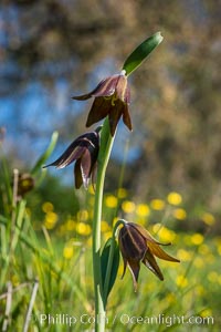 Chocolate lily growing among grasses on oak-covered hillsides. The chocolate lily is a herbaceous perennial monocot that is increasingly difficult to find in the wild due to habitat loss. The flower is a striking brown color akin to the color of chocolate, Santa Rosa Plateau Ecological Reserve, Murrieta, California