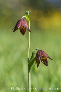 Chocolate lily growing among grasses on oak-covered hillsides. The chocolate lily is a herbaceous perennial monocot that is increasingly difficult to find in the wild due to habitat loss. The flower is a striking brown color akin to the color of chocolate, Santa Rosa Plateau Ecological Reserve, Murrieta, California