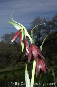 Chocolate lily bloom close-up, Fritillaria biflora, Santa Rosa Plateau Ecological Reserve, Murrieta, California