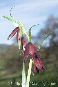 Chocolate lily bloom close-up, Fritillaria biflora, Santa Rosa Plateau Ecological Reserve, Murrieta, California