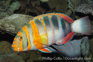 Harlequin tuskfish, Choerodon fasciatus