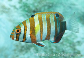 Harlequin tuskfish, juvenile, Choerodon fasciatus