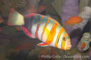 Harlequin tuskfish, Choerodon fasciatus