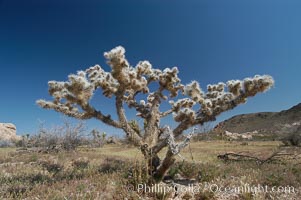 Cholla, likely Optunia bigelovii, Joshua Tree National Park, California