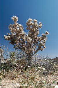 Cholla, likely Optunia bigelovii, Joshua Tree National Park, California