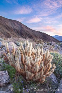 Cholla cactus, sunrise, dawn, Palm Canyon, Anza-Borrego Desert State Park.