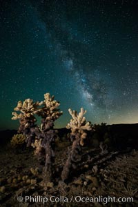 Cholla cactus and Milky Way, stars fill the night sky over the Cholla Garden.