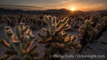 Joshua Tree National Park, California