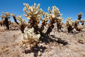 Teddy-Bear cholla cactus. This species is covered with dense spines and pieces easily detach and painfully attach to the skin of distracted passers-by, Opuntia bigelovii, Joshua Tree National Park, California