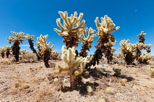 Teddy-Bear cholla cactus. This species is covered with dense spines and pieces easily detach and painfully attach to the skin of distracted passers-by, Opuntia bigelovii, Joshua Tree National Park, California