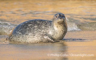 Chonky Pacific harbor seal on wet gold-colored sandy beach in La Jolla