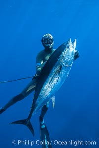 Chris Thompson and yellowfin tuna speared at Guadalupe Island, Guadalupe Island (Isla Guadalupe)