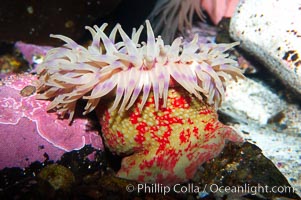 Christmas anemone, feeds on small crabs, urchins and fish, may live 60 to 80 years, Urticina crassicornis