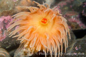 Christmas anemone, feeds on small crabs, urchins and fish, may live 60 to 80 years, Urticina crassicornis