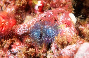 Christmas tree worm, Spirobranchus spinosus, San Miguel Island