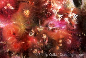 Christmas tree worm, Spirobranchus spinosus, San Miguel Island