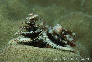 Christmas tree worm (annelid), Spirobranchus, Roatan