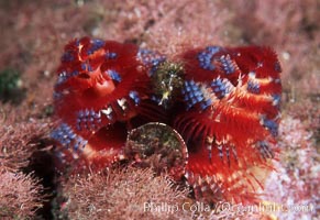 Christmas tree worm (annelid), Spirobranchus, Punte Vicente Roca