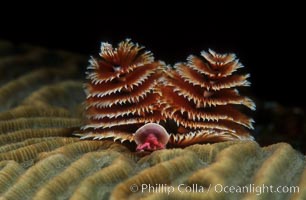 Christmas tree worm (annelid), Spirobranchus, Roatan